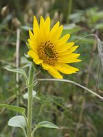 Tournesol