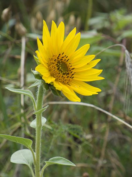 Sunflower by Made_ by_Sandy