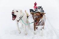 Huskies ziehen Hundeschlitten durch den Schnee von Martijn Smeets Miniaturansicht