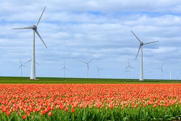Blühende Tulpen auf einem Feld im Frühling mit Windrädern von Sjoerd van der Wal Fotografie