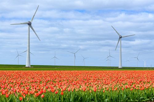 Tulpen in bloei in een veld in de lente met windturbines