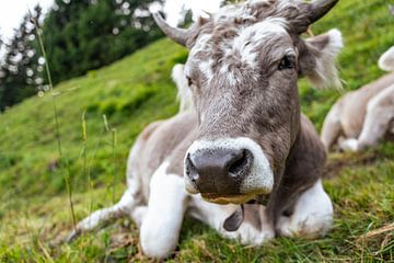 Douce vache dans le pays d'Appenzell sur Leo Schindzielorz