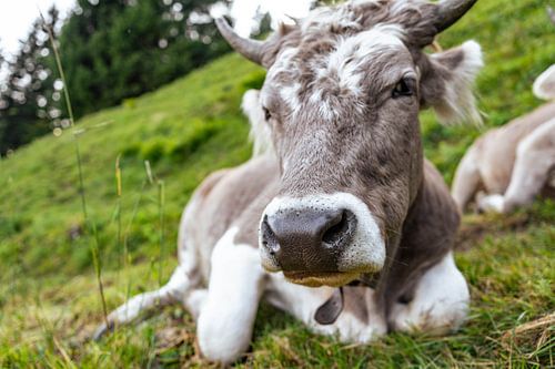 Zoete koe in de regio Appenzell