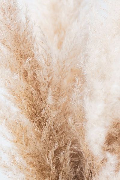 Nature, abstract, soft, detail, photo, outside by Debby Loohuis