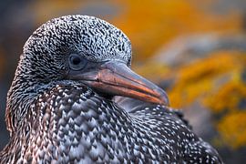 Young gannet on dune/Helgoland by Fynn Seidel