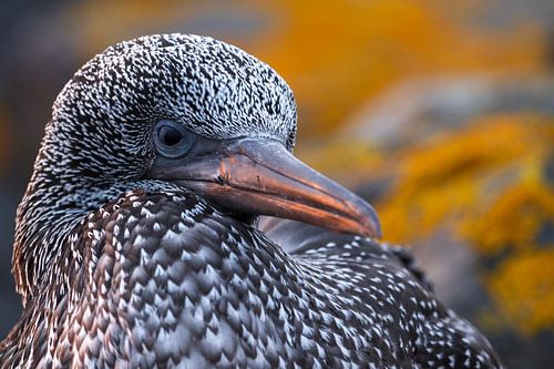 Junger Basstölpel auf Düne/Helgoland