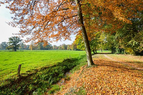 Dutch autumn Landscape with green grass and colorful leaves