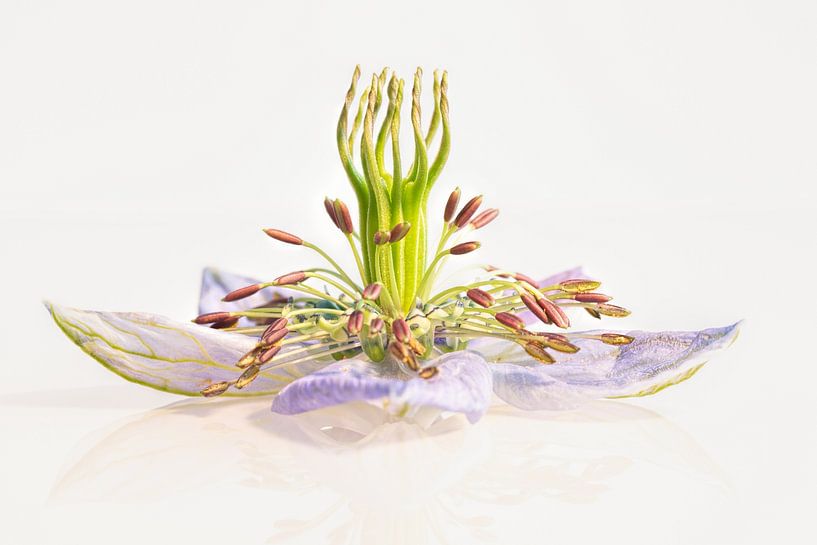 Nigella / Little miss - in - green by Mariëro Fotografie