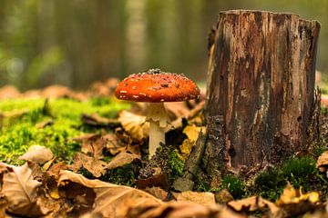 Rode paddenstoel naast boomstronk van Jimmy Verwimp Photography
