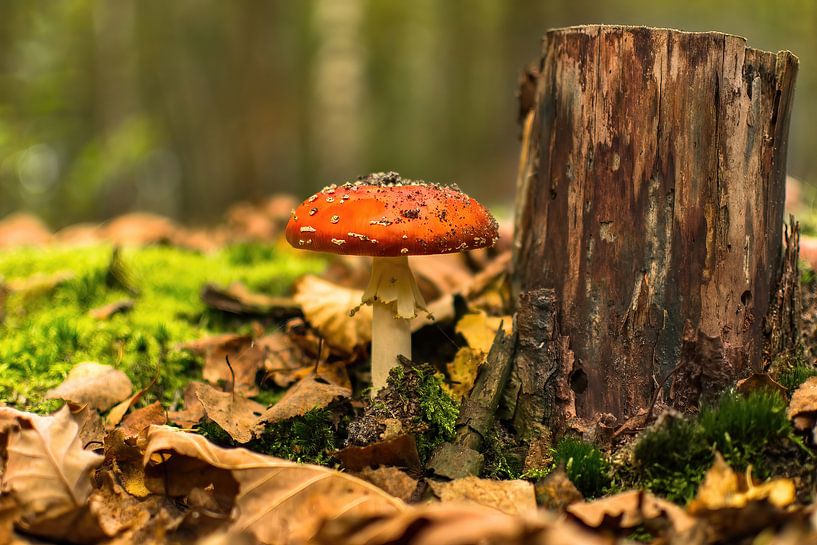 Rode paddenstoel naast boomstronk van Jimmy Verwimp Photography