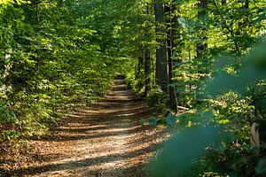 Fremdenweg, Suisse saxonne - Sentier forestier vers le Petit Winterberg