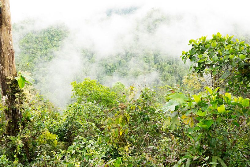 Forêt nuageuse Equateur $ par Hanneke Bantje