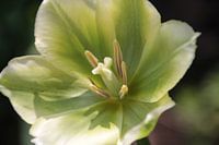 Spring Green