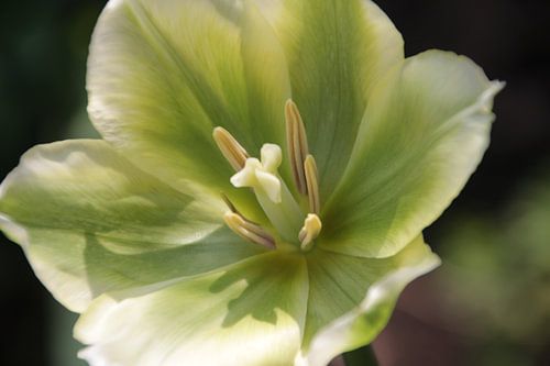 Spring Green