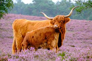 Schottisches Hochlandrind mit Kalb in einem blühenden Heidefeld