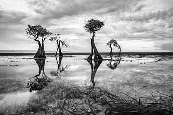 Dancing trees in black and white