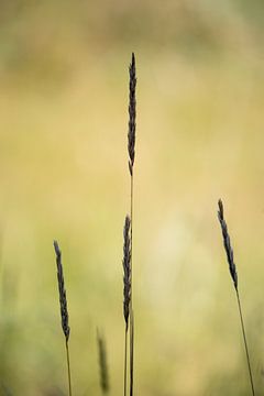 Wheat straws by Stephoto