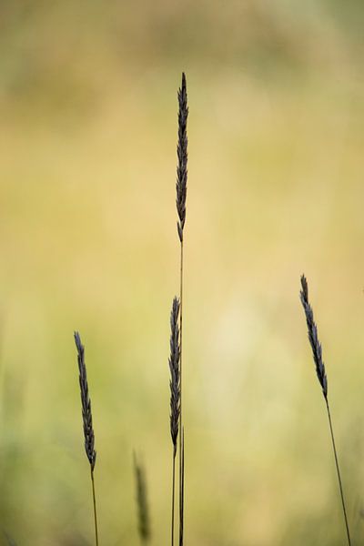 Wheat straws by Stephoto