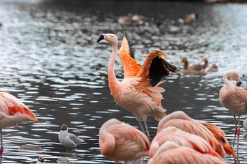 Flamingo met open vleugels in vijver met andere vogels