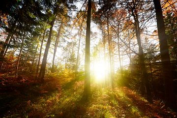 Zonsopgang in het bos van Günter Albers