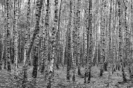 Forêt de bouleaux 2026 sur Marco Liberto