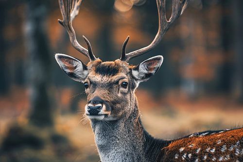 Hert met Gewei in Mystiek Bos