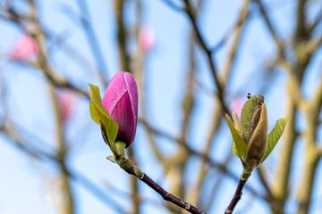 Fleur de magnolia sur fond de bokeh sur Kim Willems