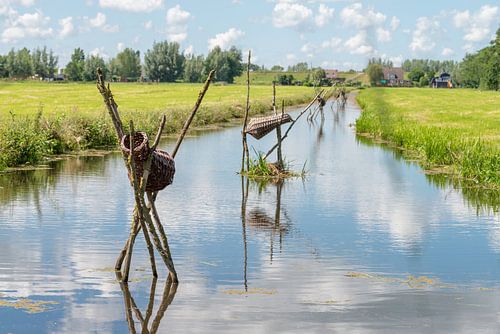 Eendenmanden in sloot polder Alblasserwaard