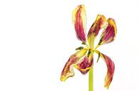 Gewachsene Tulpe mit weißem Hintergrund von Carola Schellekens Miniaturansicht