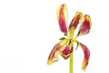 Uitgebloeide tulp met een witte achtergrond