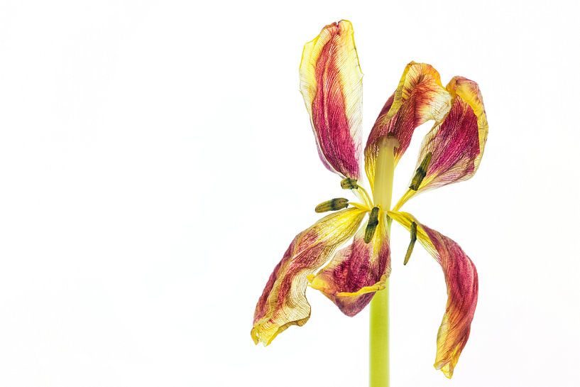 Uitgebloeide tulp met een witte achtergrond van Carola Schellekens