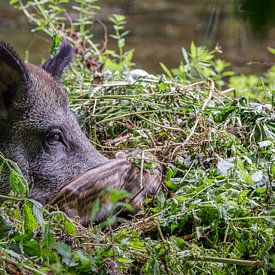 Wild zwijn met Frisling by Randy van Domselaar