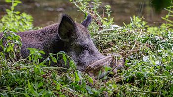 Wild zwijn met Frisling