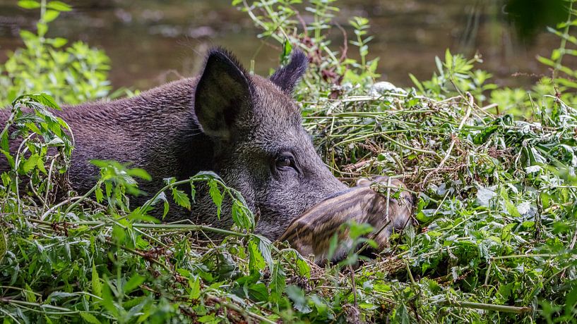 Wild zwijn met Frisling by Randy van Domselaar