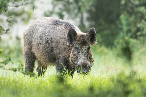 Wild boar