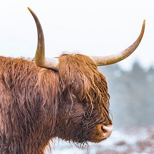 Porträt eines schottischen Hochlandrindes