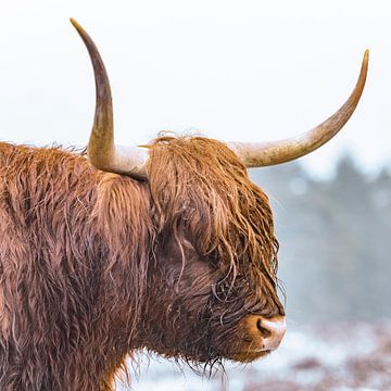 Portrait of a Scottish Highland cattle by Sjoerd van der Wal Photography