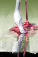 Reflection of Flamingo