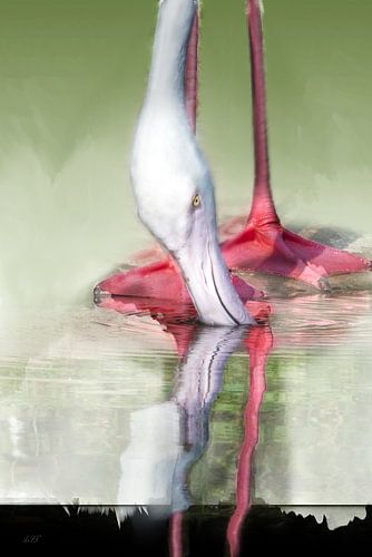 Reflectie van  Flamingo