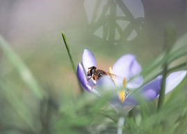 flowers part 465 by Tania Perneel