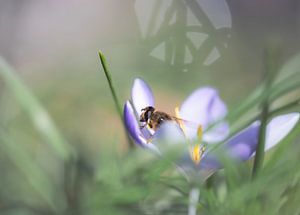 Blumen Teil 465