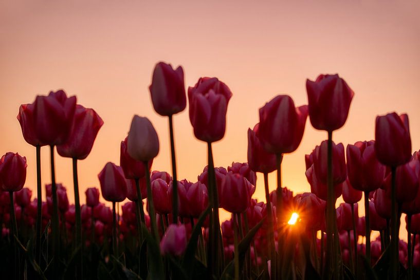 Radiant Flowers by Myrna's Photography