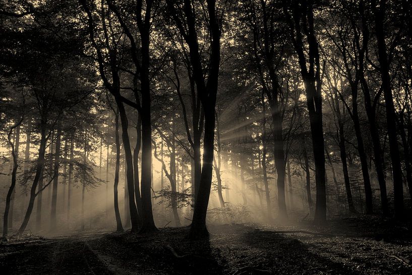 mysterieus mistig bos van Jovas Fotografie