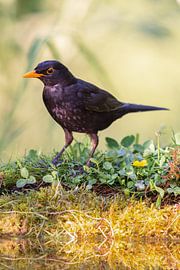 Merle noir (Turdus merula)