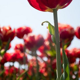 Tulpen von Johan van der Helm