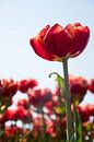 Tulpen van Johan van der Helm thumbnail