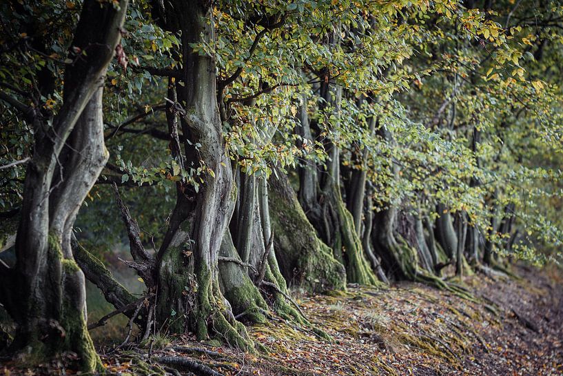 Old hornbeam avenue by Jürgen Schmittdiel Photography