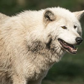 Loup du Canada sur Nicola Mathu