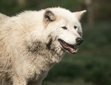 Loup du Canada sur Nicola Mathu