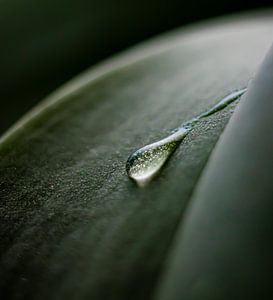 Wassertropfen auf einem Blatt